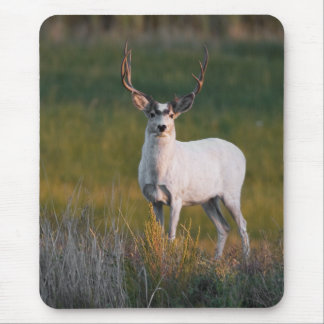 Meeker's White Deer 2 Mouse Pad