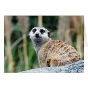 Meercat Card