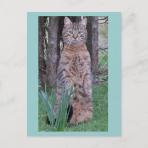 Meercat Cat Postcard