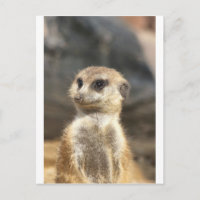 Meercat