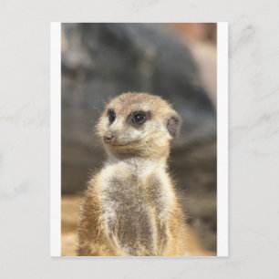 Meercat Postcard