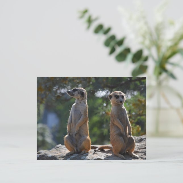 Meercat  postcard (Standing Front)