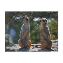 Meercat postcard