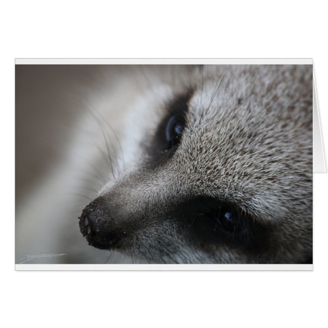 Meerkat (Front Horizontal)