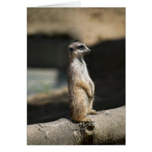 Meerkat