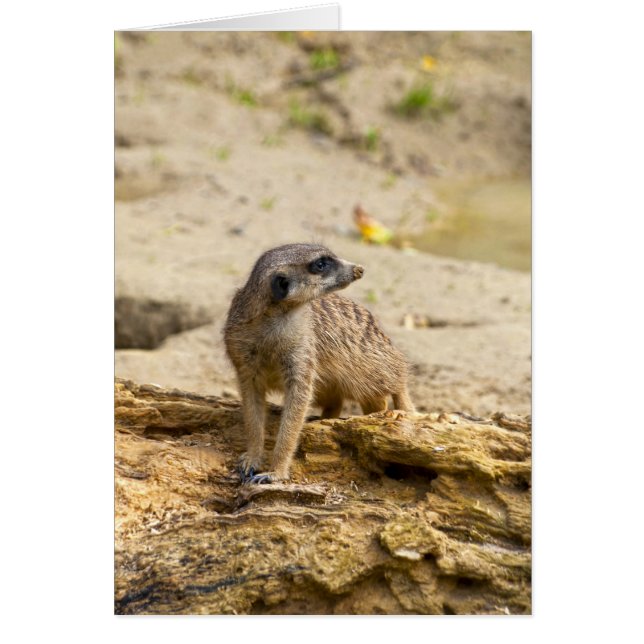 Meerkat (Front)