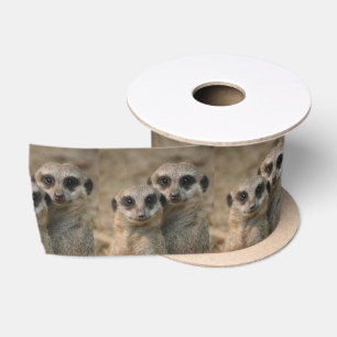 Meerkat20151015 Satin Ribbon