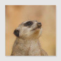 Meerkat 001 by JAMFoto