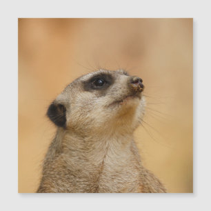 Meerkat 001 by JAMFoto