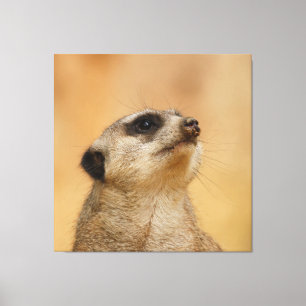 Meerkat 001 by JAMFoto Canvas Print