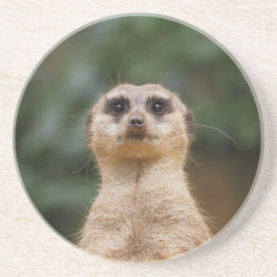 Meerkat 001 coaster
