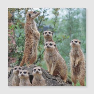 Meerkat_003