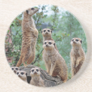 Meerkat_003 Coaster