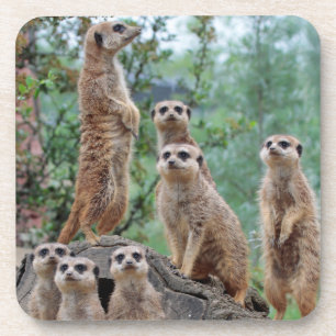 Meerkat_003 Coaster