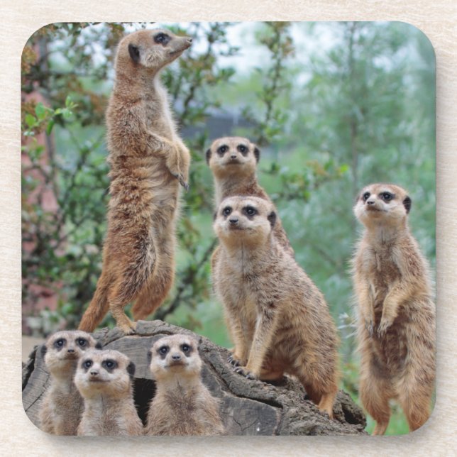Meerkat_003 Coaster (Front)