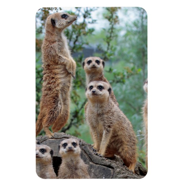 Meerkat_003 Magnet (Vertical)