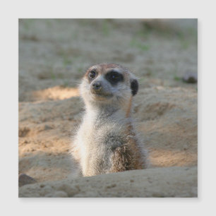Meerkat 004