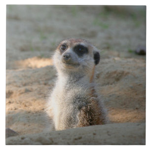 Meerkat 004 ceramic tile