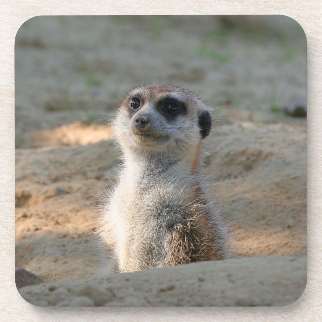 Meerkat 004 coaster (Front)