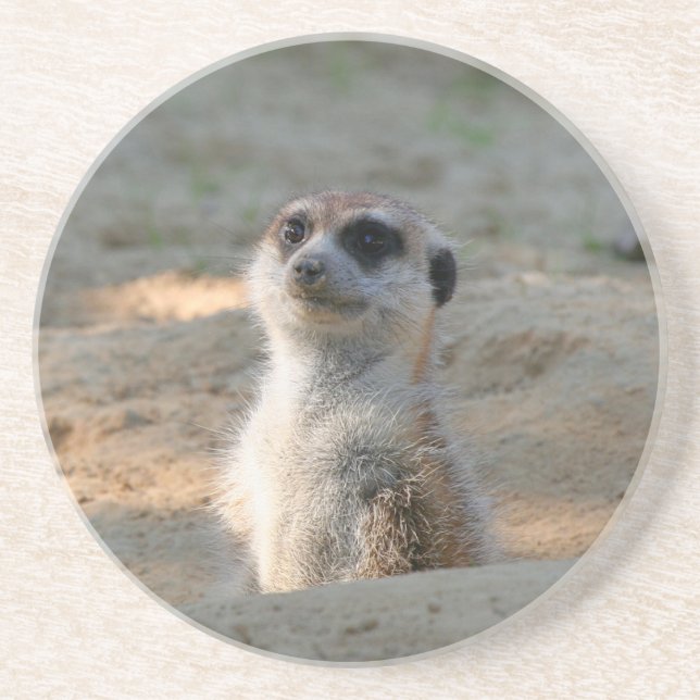 Meerkat 004 coaster (Front)