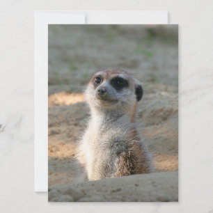 Meerkat 004 holiday card