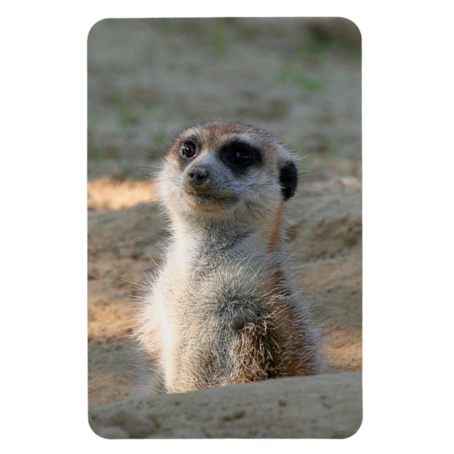 Meerkat 004 magnet (Vertical)