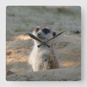 Meerkat 004 square wall clock