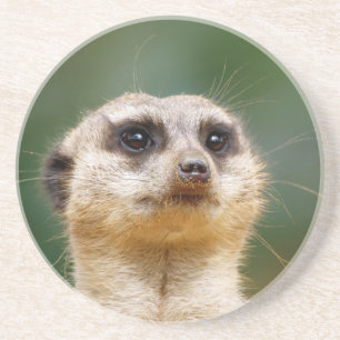 Meerkat 005 coaster