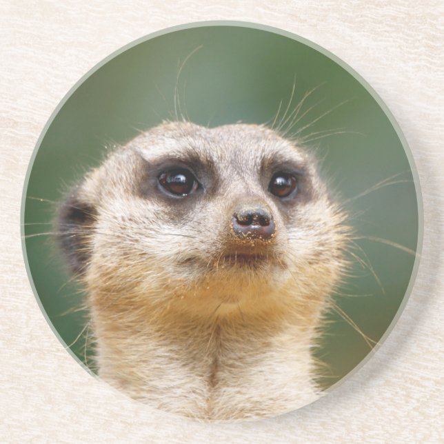 Meerkat 005 coaster (Front)