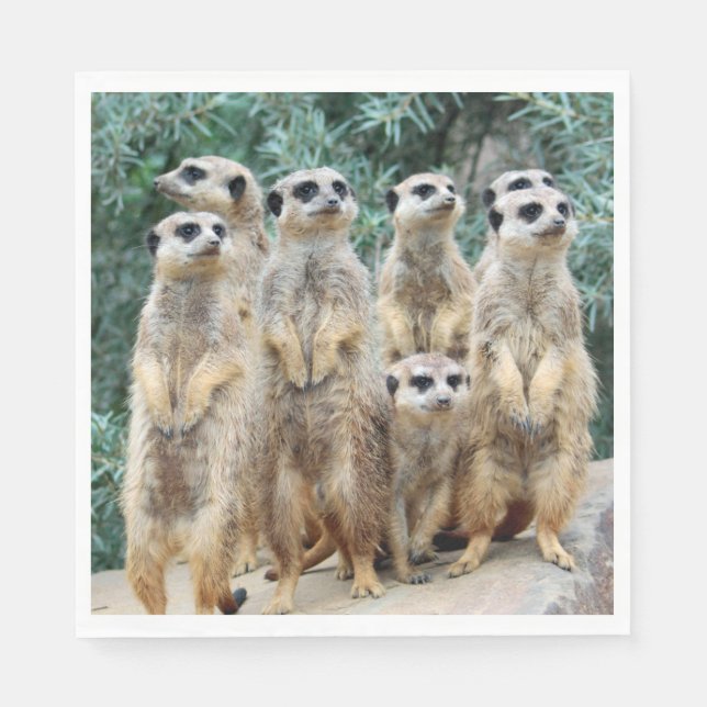 Meerkat 006 napkin (Front)