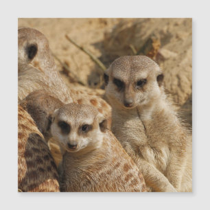 Meerkat_008