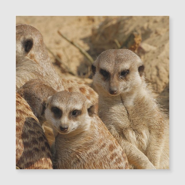 Meerkat_008 (Front)