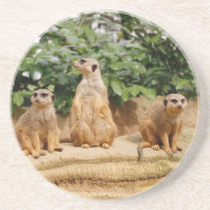 Meerkat 008 coaster