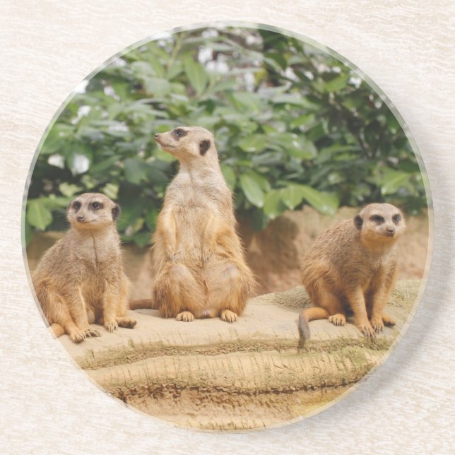 Meerkat 008 coaster (Front)