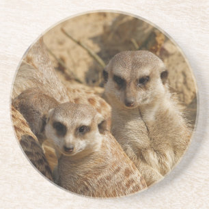 Meerkat_008 Coaster