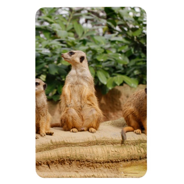 Meerkat 008 magnet (Vertical)