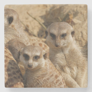 Meerkat_008 Stone Coaster