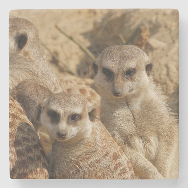 Meerkat_008 Stone Coaster (Front)