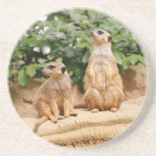 Meerkat 009 coaster