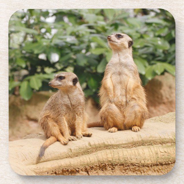 Meerkat 009 coaster (Front)
