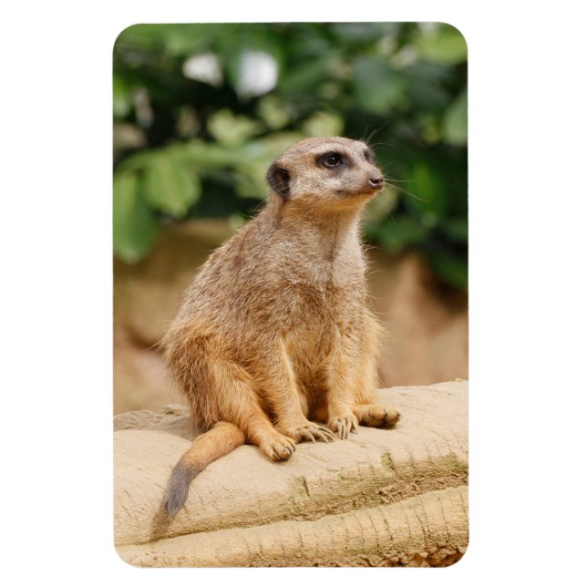 Meerkat 010 magnet (Vertical)
