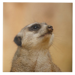 Meerkat 011 ceramic tile