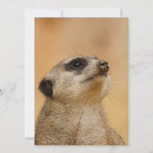 Meerkat 011 holiday card