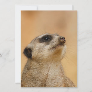 Meerkat 011 holiday card