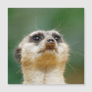 Meerkat 012