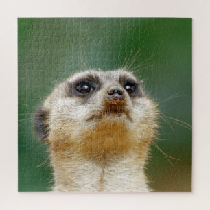 Meerkat 012 jigsaw puzzle