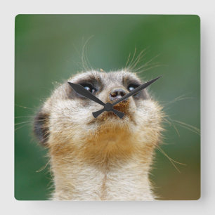 Meerkat 012 square wall clock