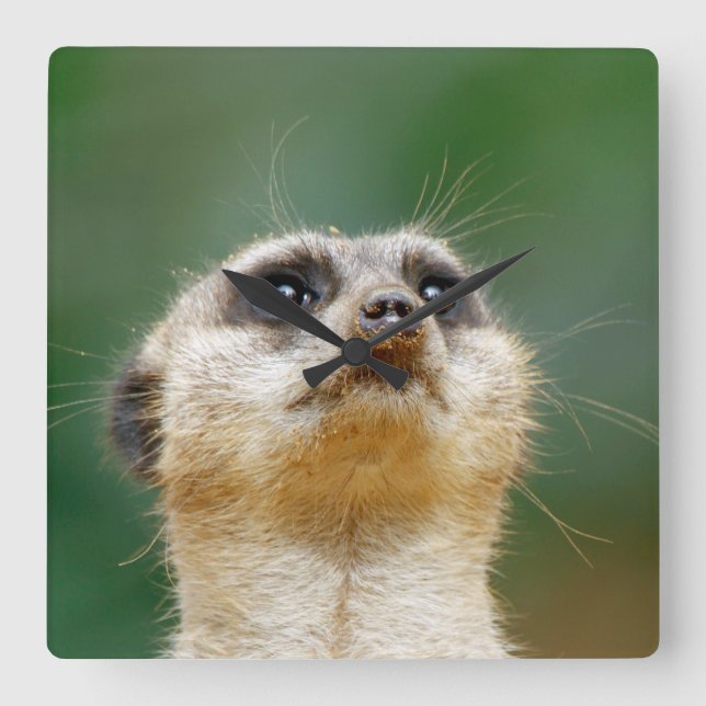 Meerkat 012 square wall clock (Front)