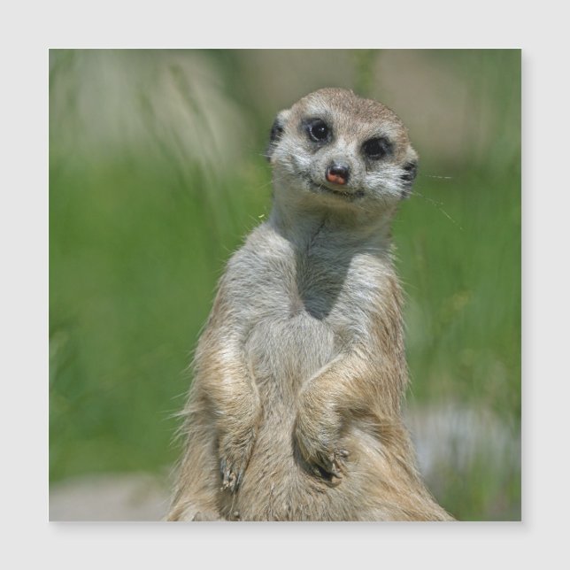 Meerkat 013 (Front)