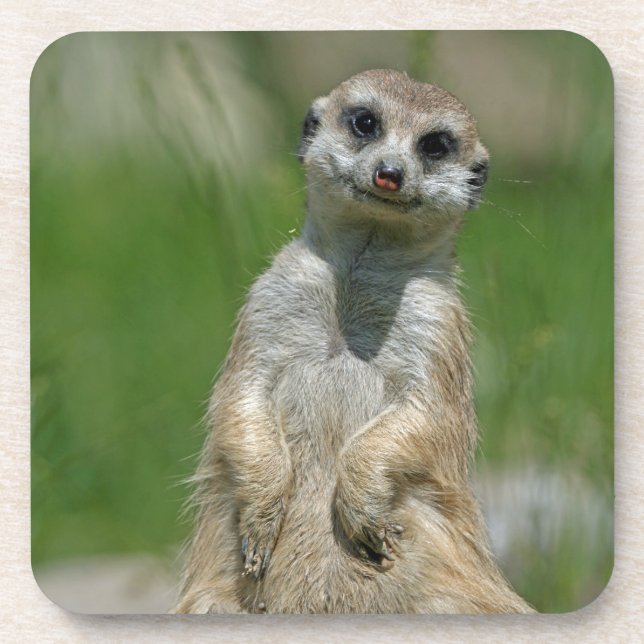 Meerkat 013 coaster (Front)